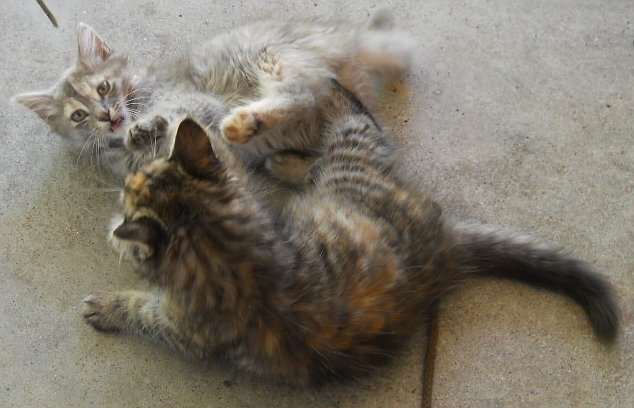 Click image for larger version

Name:	Scaredy&amp;Calico5.JPG
Views:	59
Size:	52.8 KB
ID:	9448125