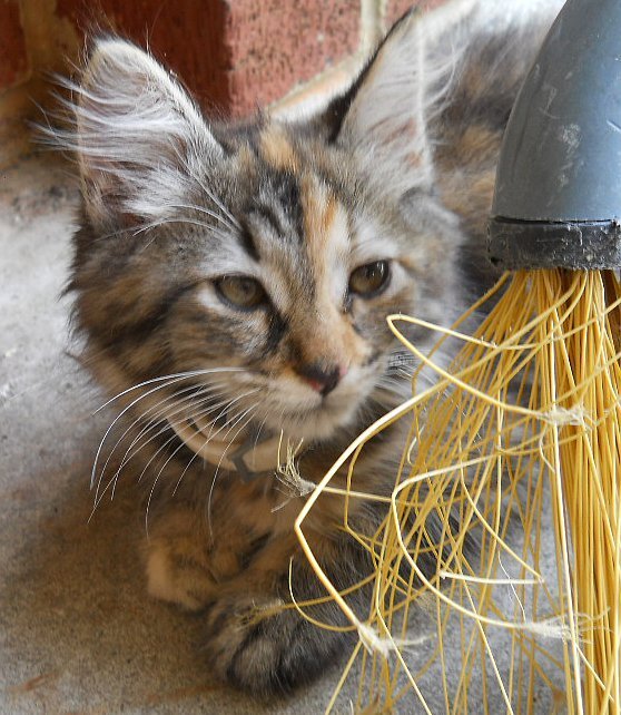 Click image for larger version

Name:	TheCalicoCat15.JPG
Views:	56
Size:	96.2 KB
ID:	9448269