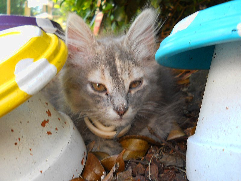 Click image for larger version

Name:	Scaredy16.JPG
Views:	54
Size:	88.6 KB
ID:	9448283