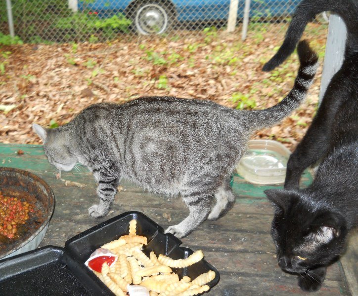 Click image for larger version

Name:	Cloud&amp;Hershey4.JPG
Views:	38
Size:	138.5 KB
ID:	9450657