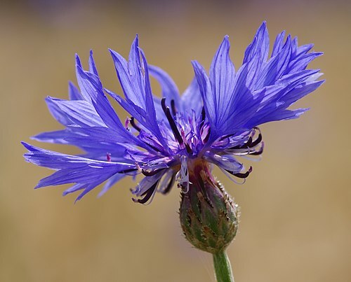 Click image for larger version

Name:	500px-Bayreuth_2012_-_Centaurea_cyanus_06.jpg
Views:	49
Size:	37.1 KB
ID:	9454812