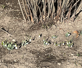 Click image for larger version

Name:	crocuses 022424.png
Views:	103
Size:	208.7 KB
ID:	9468201