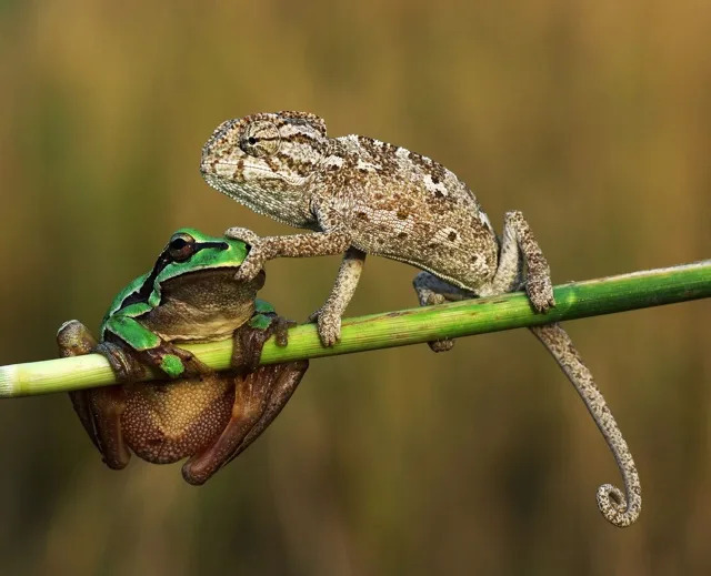 Click image for larger version

Name:	frog1.jpg
Views:	7
Size:	78.7 KB
ID:	9485497