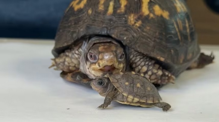 Click image for larger version

Name:	RockalinaNPebble.jpg
Views:	23
Size:	54.0 KB
ID:	9487634