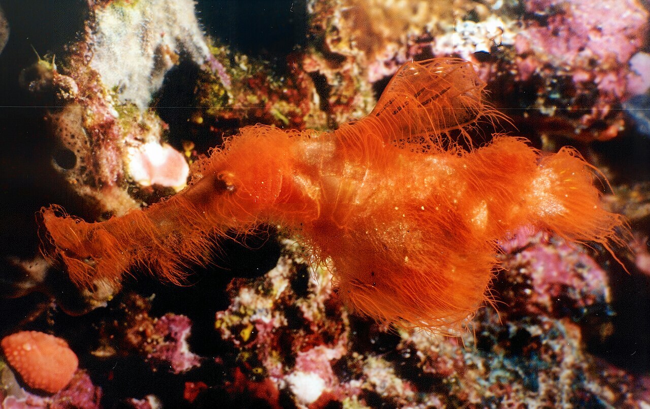 Click image for larger version

Name:	1280px-Solenostomus_snuffleupagus.jpg
Views:	10
Size:	301.0 KB
ID:	9489607