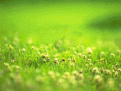 Click image for larger version

Name:	kitty_fly.gif
Views:	130
Size:	211.8 KB
ID:	8863211
