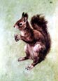 Click image for larger version

Name:	squirrel.jpg
Views:	68
Size:	2.8 KB
ID:	8863594