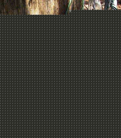 Click image for larger version

Name:	zimbabwe.jpg
Views:	270
Size:	37.3 KB
ID:	8863828