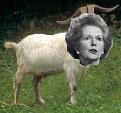 Click image for larger version

Name:	thatchergoat.jpg
Views:	127
Size:	8.5 KB
ID:	8864177
