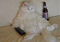 Click image for larger version

Name:	cat-beer.jpg
Views:	126
Size:	14.5 KB
ID:	8864180