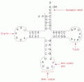 Click image for larger version

Name:	trna.gif
Views:	321
Size:	7.8 KB
ID:	8865500