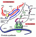 Click image for larger version

Name:	dnatrans.gif
Views:	303
Size:	61.6 KB
ID:	8865502