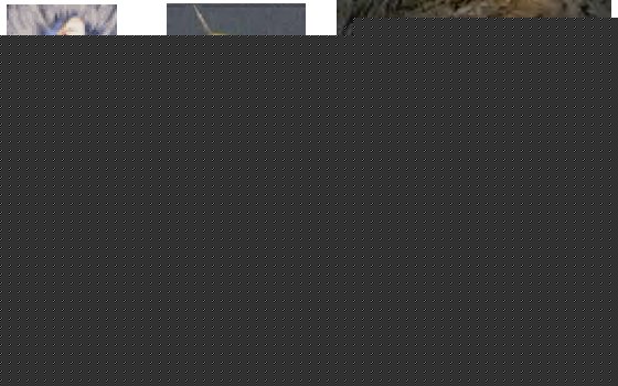 Click image for larger version

Name:	ronso species.jpg
Views:	209
Size:	34.1 KB
ID:	8866064