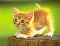 Click image for larger version

Name:	kitty.jpg
Views:	253
Size:	40.1 KB
ID:	8866154