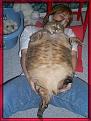 Click image for larger version

Name:	catass.jpg
Views:	298
Size:	45.3 KB
ID:	8870717