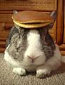 Click image for larger version

Name:	rabbit+pancakes.jpg
Views:	281
Size:	19.3 KB
ID:	8870783