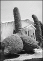 Click image for larger version

Name:	eugenia.gif
Views:	262
Size:	22.5 KB
ID:	8870803
