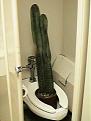 Click image for larger version

Name:	cactus.jpg
Views:	117
Size:	10.5 KB
ID:	8872037