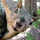 Click image for larger version

Name:	boshko_squirrel_80x80.jpg
Views:	173
Size:	8.2 KB
ID:	8873065