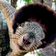 Click image for larger version

Name:	boshko_squirrel_80x80_afro.jpg
Views:	159
Size:	7.6 KB
ID:	8873066