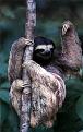 Click image for larger version

Name:	sloth100.jpg
Views:	152
Size:	45.6 KB
ID:	8873883