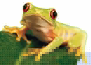Click image for larger version

Name:	frog2.jpg
Views:	189
Size:	16.9 KB
ID:	8874634