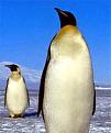 Click image for larger version

Name:	penguin.jpg
Views:	12127
Size:	12.6 KB
ID:	8878900