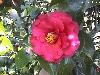 Click image for larger version

Name:	camelia.jpg
Views:	95
Size:	3.6 KB
ID:	8880163