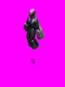 Click image for larger version

Name:	rocket2.gif
Views:	530
Size:	8.6 KB
ID:	8880169