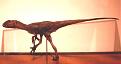 Click image for larger version

Name:	modellodinosaurocirobenevento.jpg
Views:	124
Size:	30.6 KB
ID:	8882576