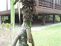 Click image for larger version

Name:	grow on trees.jpg
Views:	183
Size:	98.2 KB
ID:	8887116