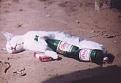 Click image for larger version

Name:	gato2.jpg
Views:	170
Size:	19.7 KB
ID:	8887256
