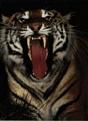 Click image for larger version

Name:	siberian_fangs.jpg
Views:	124
Size:	10.4 KB
ID:	8888954