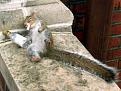 Click image for larger version

Name:	drunksquirrel.jpg
Views:	113
Size:	12.6 KB
ID:	8890183