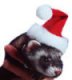 Click image for larger version

Name:	santaferret.jpg
Views:	138
Size:	2.2 KB
ID:	8895715