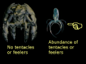 Click image for larger version

Name:	tentacle2.png
Views:	91
Size:	63.7 KB
ID:	8897156
