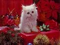 Click image for larger version

Name:	kitty.jpeg
Views:	153
Size:	21.6 KB
ID:	8897566