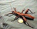 Click image for larger version

Name:	calcartm.jpg
Views:	100
Size:	16.8 KB
ID:	8897646