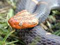 Click image for larger version

Name:	azemiops2.jpg
Views:	107
Size:	65.2 KB
ID:	8898177
