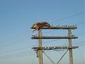 Click image for larger version

Name:	deer2.jpg
Views:	433
Size:	48.1 KB
ID:	8899545