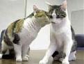 Click image for larger version

Name:	copycat.jpg
Views:	137
Size:	2.8 KB
ID:	8899716