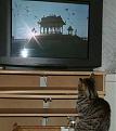 Click image for larger version

Name:	cats-040tv.jpg
Views:	81
Size:	35.7 KB
ID:	8905914