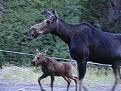 Click image for larger version

Name:	moose.jpg
Views:	115
Size:	17.8 KB
ID:	8906279