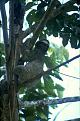 Click image for larger version

Name:	3sloth.jpg
Views:	106
Size:	71.8 KB
ID:	8906283