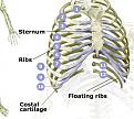 Click image for larger version

Name:	ribs.jpg
Views:	238
Size:	61.3 KB
ID:	8906800