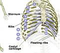 Click image for larger version

Name:	ribs.jpg
Views:	190
Size:	61.3 KB
ID:	8906800