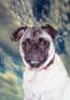 Click image for larger version

Name:	pug.jpg
Views:	441
Size:	2.6 KB
ID:	8907070