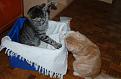 Click image for larger version

Name:	cats-017.jpg
Views:	110
Size:	19.1 KB
ID:	8907733