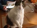 Click image for larger version

Name:	fluffy.jpg
Views:	95
Size:	20.6 KB
ID:	8907942