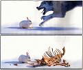 Click image for larger version

Name:	rabbit.jpg
Views:	240
Size:	43.6 KB
ID:	8912142